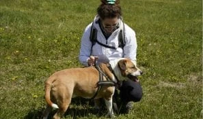 dog trainers