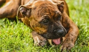 pet products