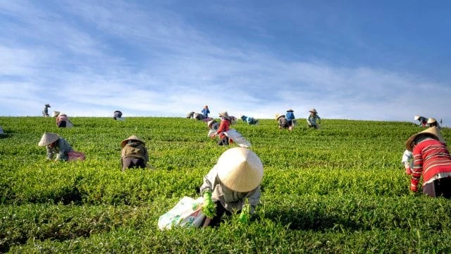 Agriculture
