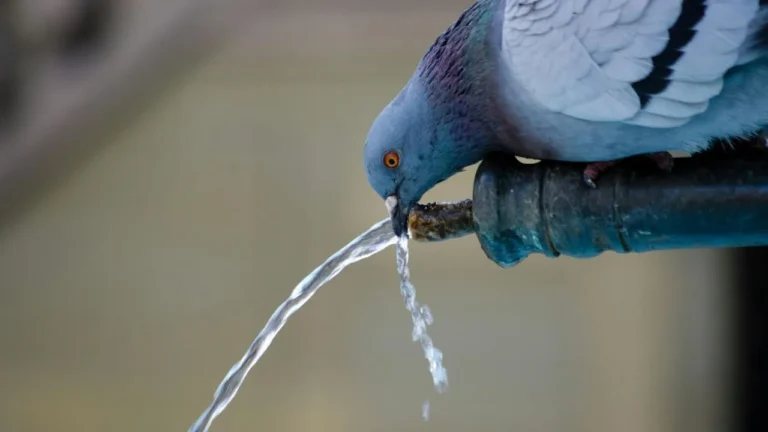 wildlife